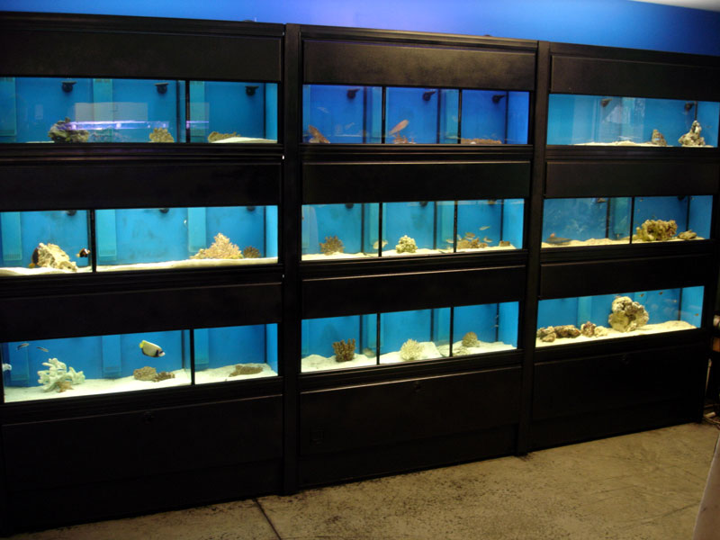 fish tank display units for sale